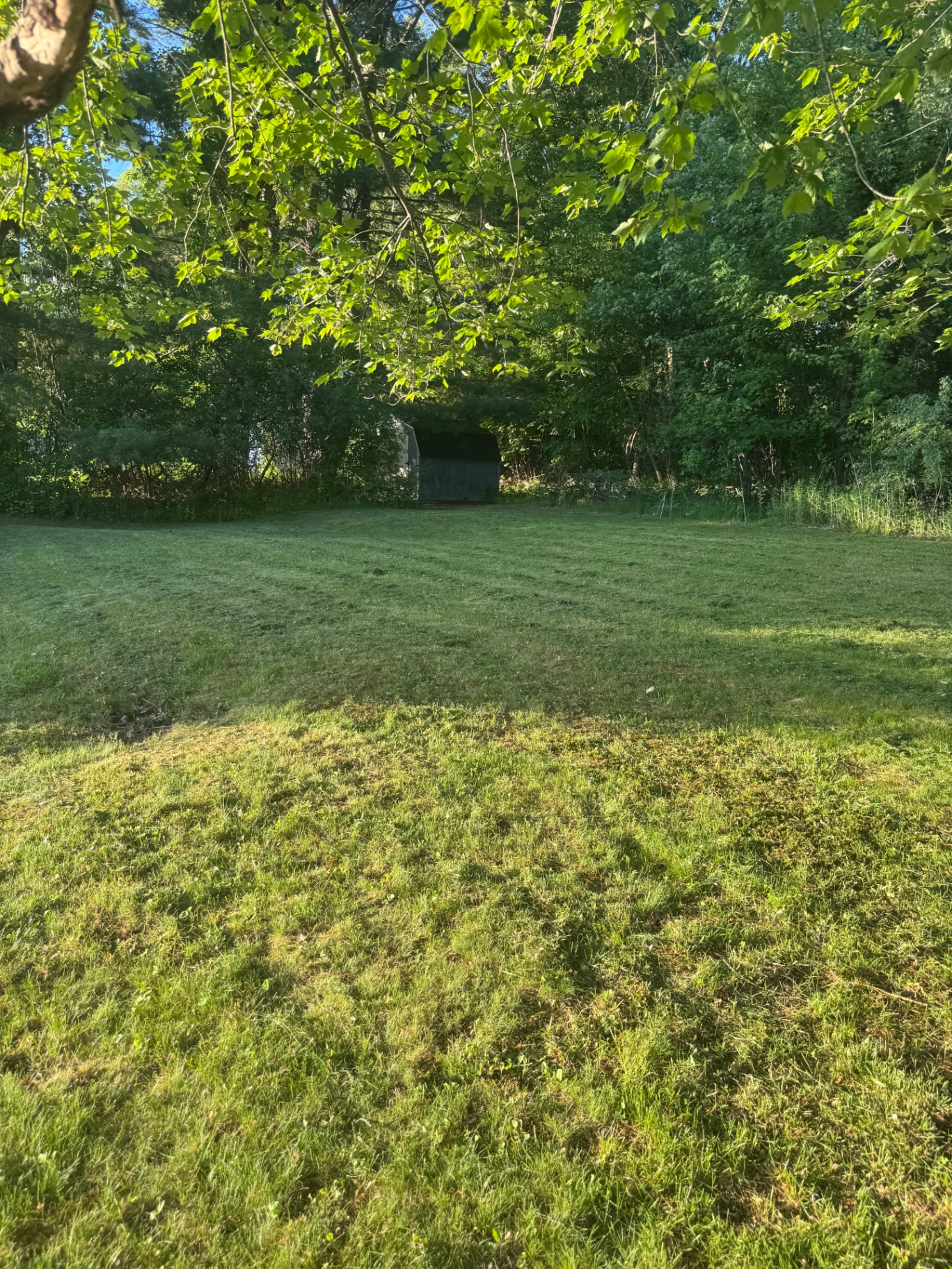 Open backyard mowed clean up to the tree line