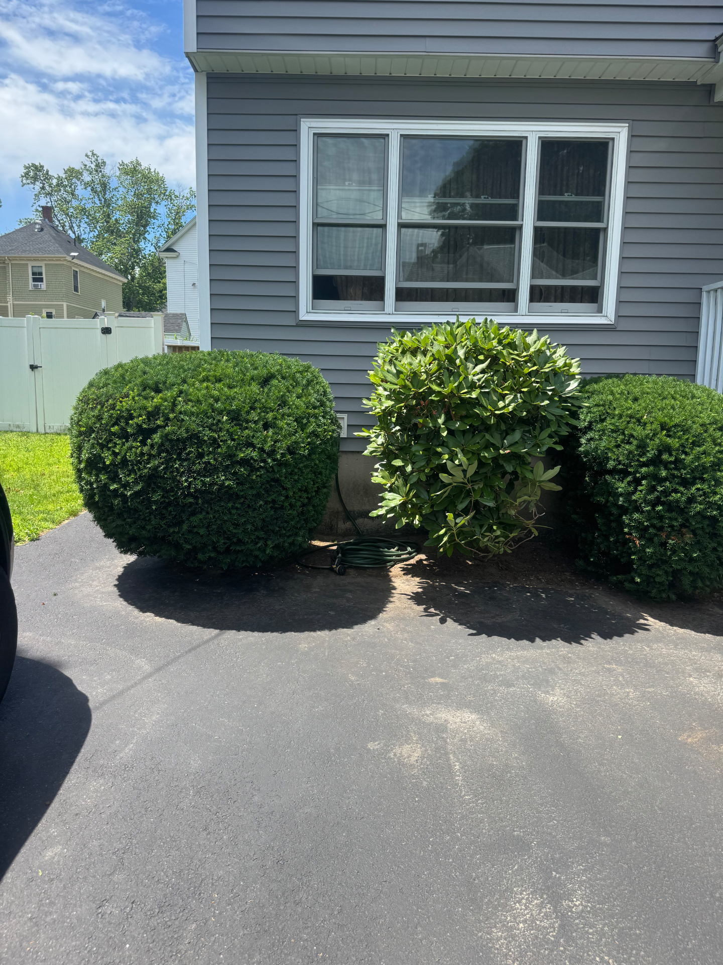 Manicured rounded shrubs along the side of a home