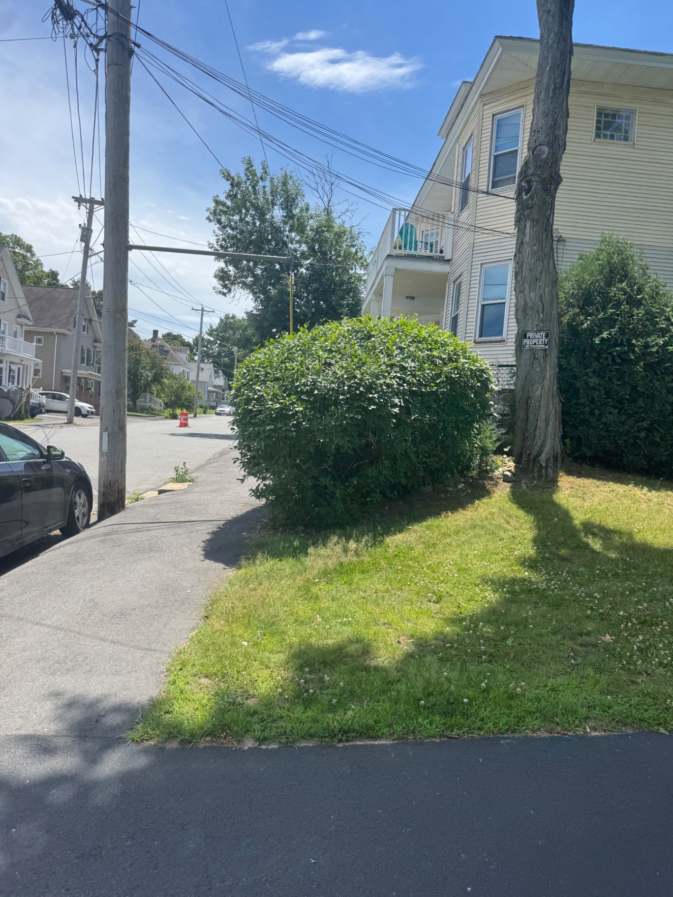 Trimmed corner lawn with shaped shrub on a residential street
