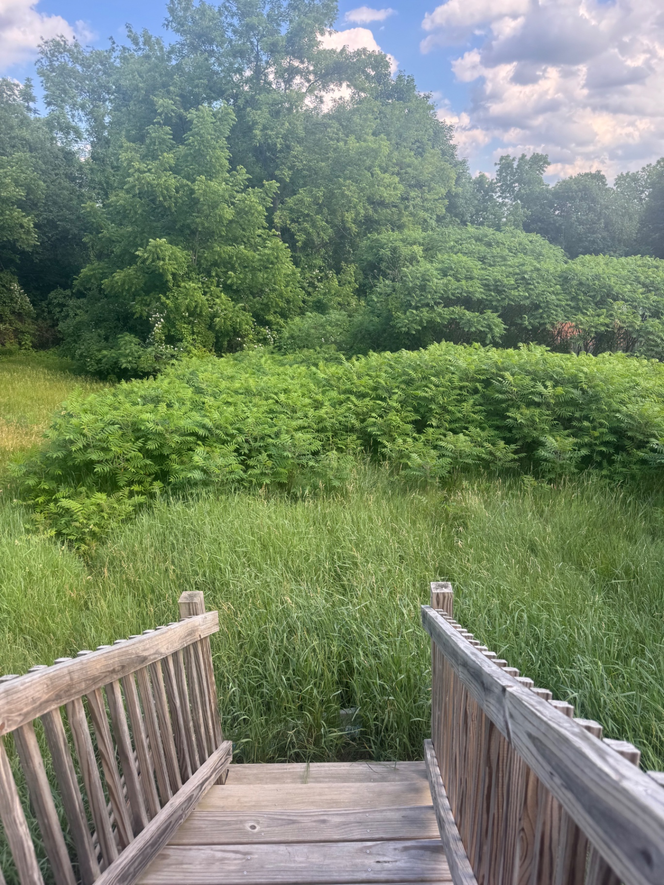 Overgrown backyard with tall grass and brush before mowing