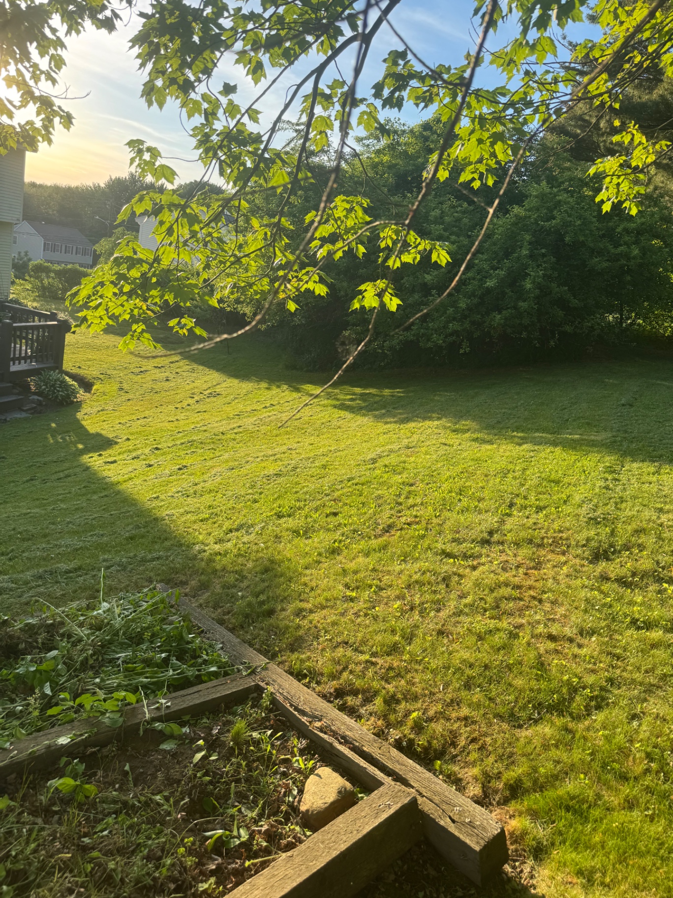 Backyard lawn at golden hour after a fresh cut