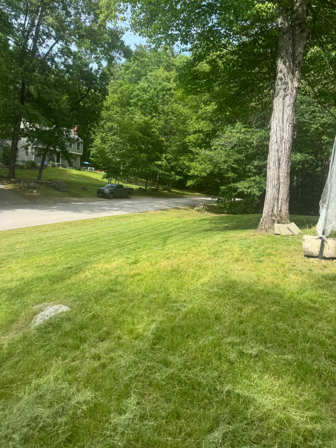 Freshly mowed front lawn with mature trees