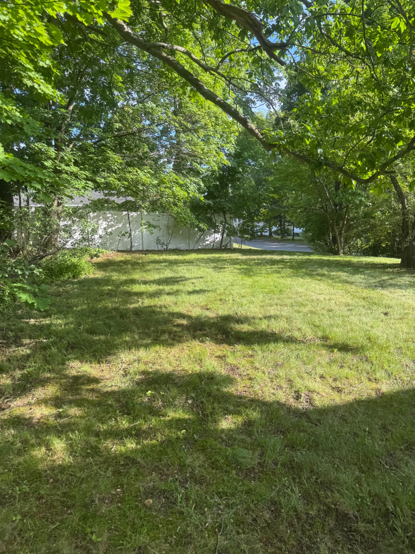 Shaded backyard lawn under mature trees after fresh mow